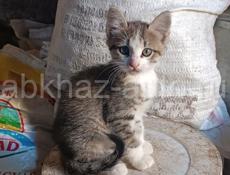 Отдам котят