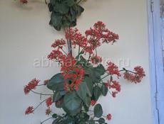 Продам цветы не дорого хорошие цена по телефону +79409965766