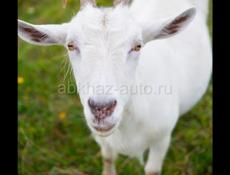 Белый козел
