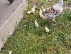 Индюшата