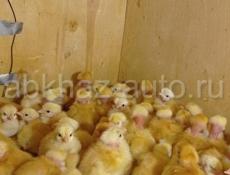 продам цыплят голошеек