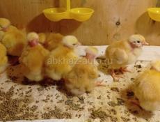 продам цыплят голошеек