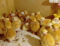 продам цыплят голошеек