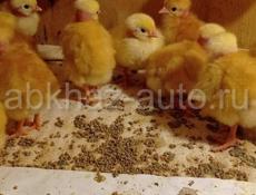 продам цыплят голошеек