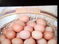 Куплю яйца для инкубации