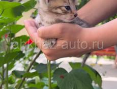 Котята в добрые руки!🐈‍⬛🐈