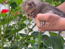 Котята в добрые руки!🐈‍⬛🐈