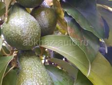 САЖЕНЦЫ (авокадо, маракуйя)