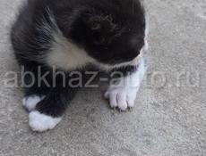 Рагамаффин чёрно-белые котята