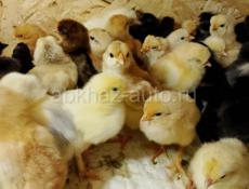 Продаются цыплята мясо яичная порода есть количество  3-4 дня 