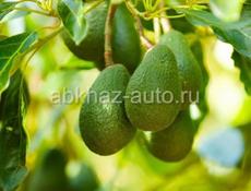 ПРОДАМ САЖЕНЦЫ АВОКАДО