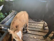 Продаю корову с теленком за 60 тысяч рублей 