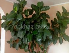 Продается Фикусовое дерево 