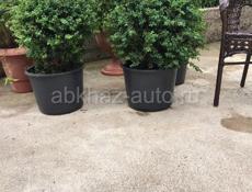Продам 3 самшита