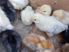 Продаются цыплята мясо яичная порода помесь 12 дней