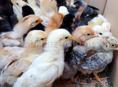 Продаются цыплята мясо яичная порода 2 . 5.нед 200