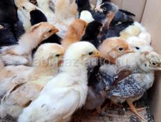 Продаются цыплята мясо яичная порода 2 . 5.нед 200