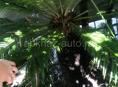 пальма саговая(цикас)