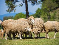 Продаются овцы 🐑