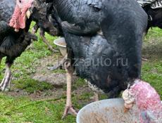 Продаются индюшки 🦃 