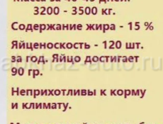 Утята крупной породы 