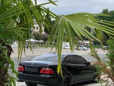 Mercedes-Benz CLK