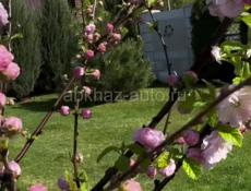 Сдаётся комнату