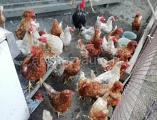 продам срочно кур