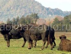 Продается Буйвол 🐃 на мясо