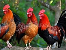 Продаю куры