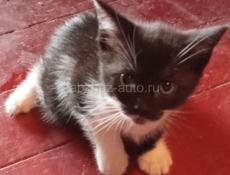 ОТДАМ КОТЁНКА В ДОБРЫЕ РУКИ!
