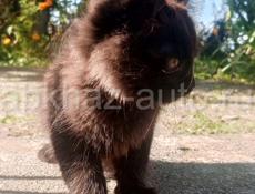 Котята Британско сибирские