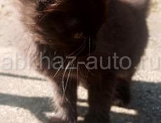 Котята Британско сибирские