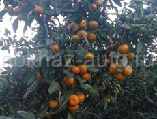 Продаются мандарины 🍊 собранных 600кг.