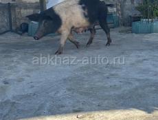 Продается свинья 🐖 