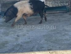 Продается свинья 🐖 