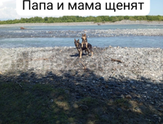 Продаю