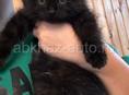 Отдам в добрые руки котенка