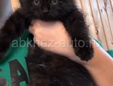 Отдам в добрые руки котенка