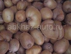 ПРОДАМ КИВИ 