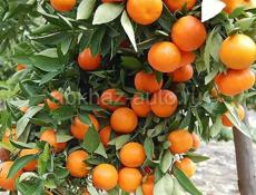 Продам мандарины 