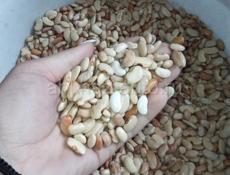 Продаю домашнюю фасоль