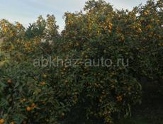 Мандарин с дерева самосбор 20 тонн 