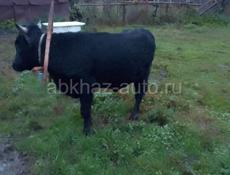 Продаётся бык 