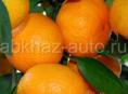 🍊🍊🍊Продаю мандарины 🍊🍊🍊