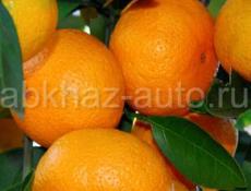 🍊🍊🍊Продаю мандарины 🍊🍊🍊
