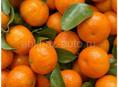 Продаю мандарины 🍊 желательно со своими сборщиками 