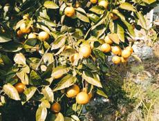  Мандарины и Лимоны 🍊🍋