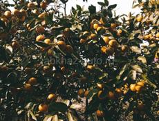  Мандарины и Лимоны 🍊🍋