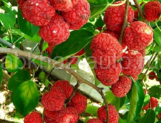 Малиное дерево (кудрания, миринда)